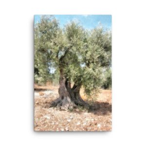 olive-tree-01